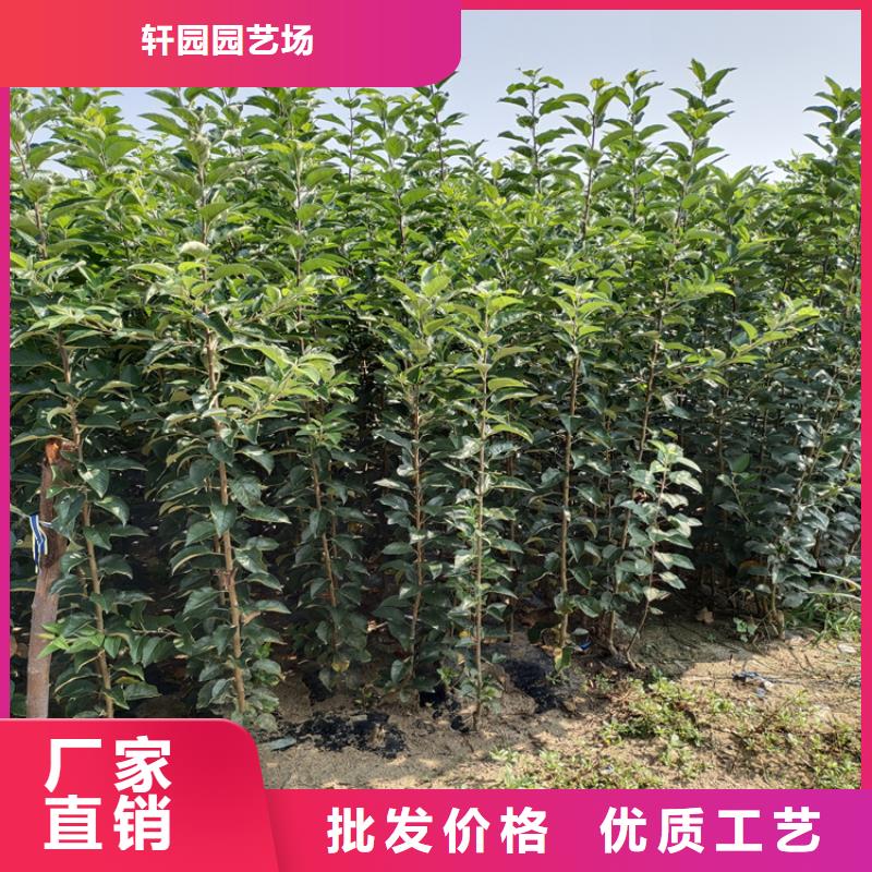 李子葡萄苗品质信得过