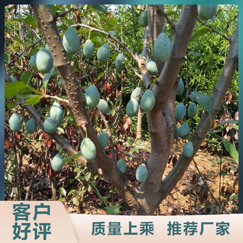 李子石榴树制造厂家