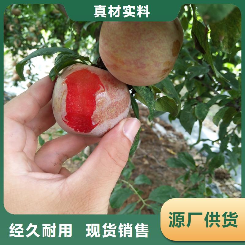 李子石榴樹制造廠家