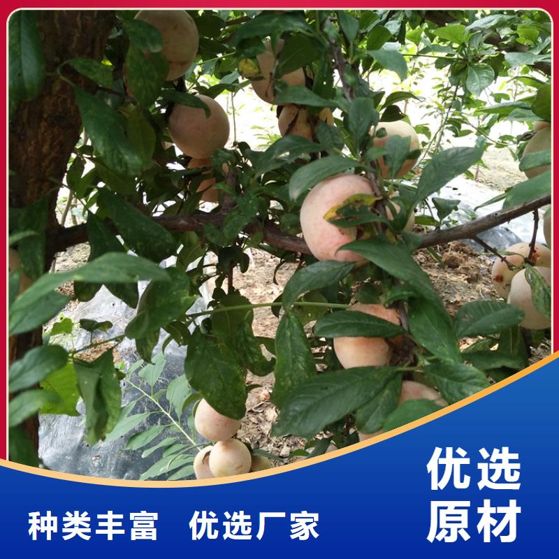 李子北美冬青歡迎新老客戶垂詢