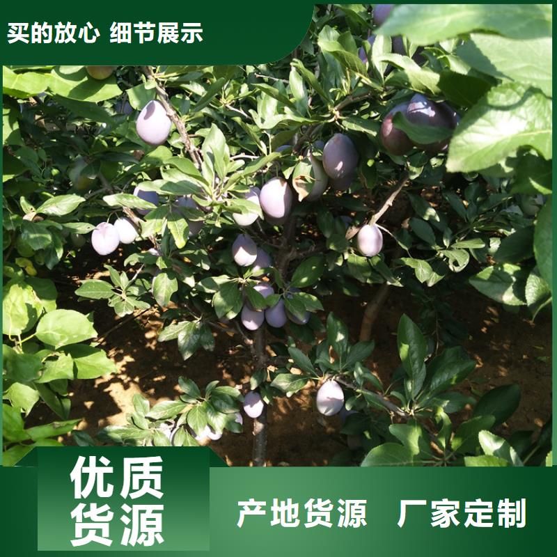 李子櫻桃苗質(zhì)檢嚴格