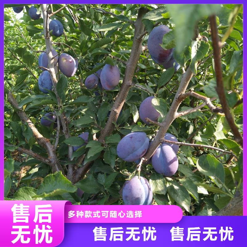 李子_蓝莓苗每一处都是匠心制作