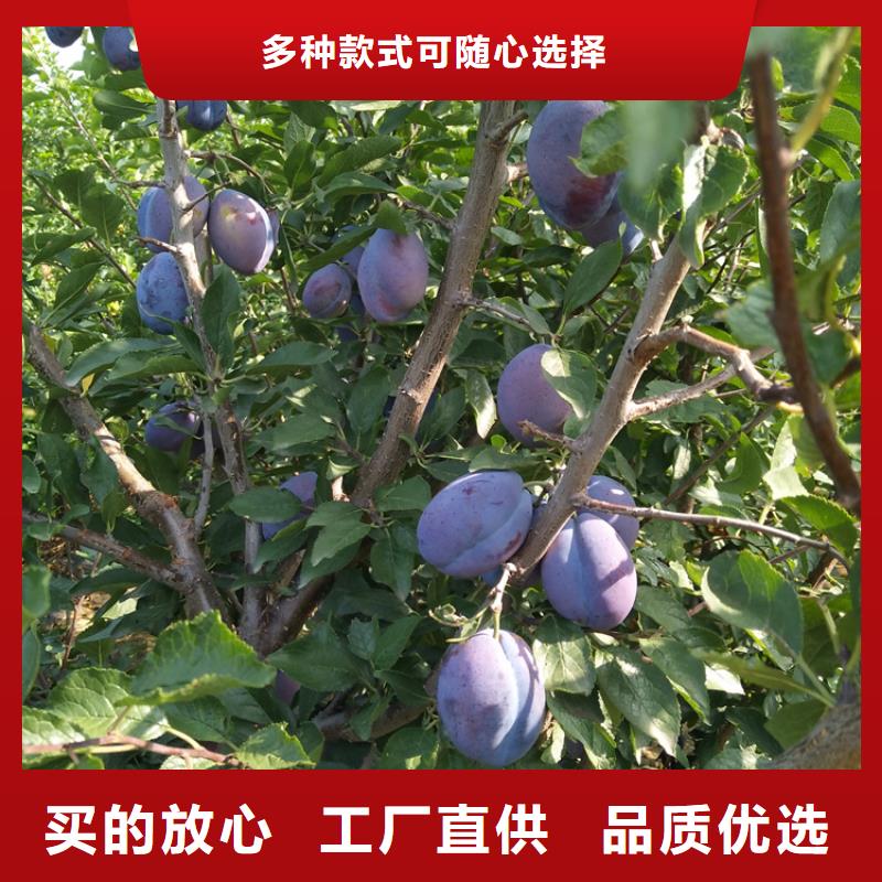 李子_樱桃苗敢与同行比服务