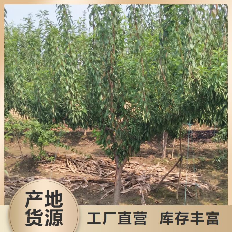 李子_藍(lán)莓苗每一處都是匠心制作