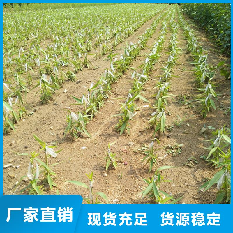 李子,梨樹苗免費安裝