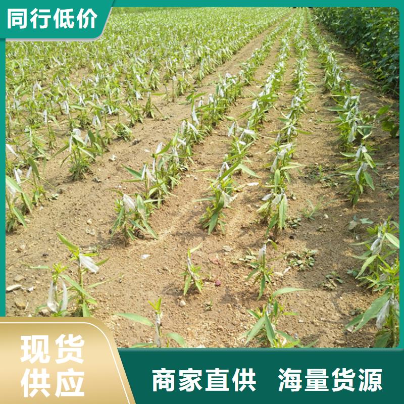 李子,奶油草莓選擇我們選擇放心