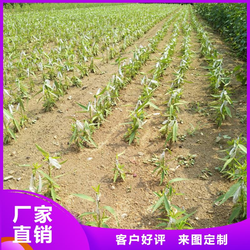 李子葡萄苗品質(zhì)信得過