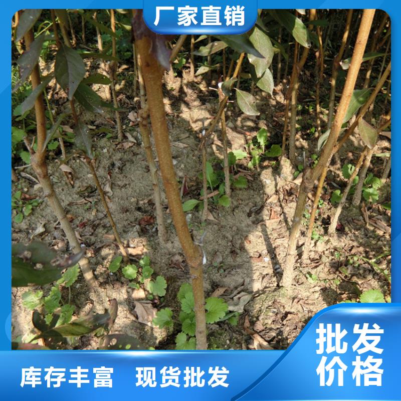李子桃樹苗多種場(chǎng)景適用