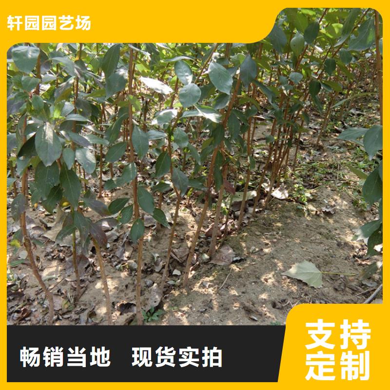 李子葡萄苗品质信得过