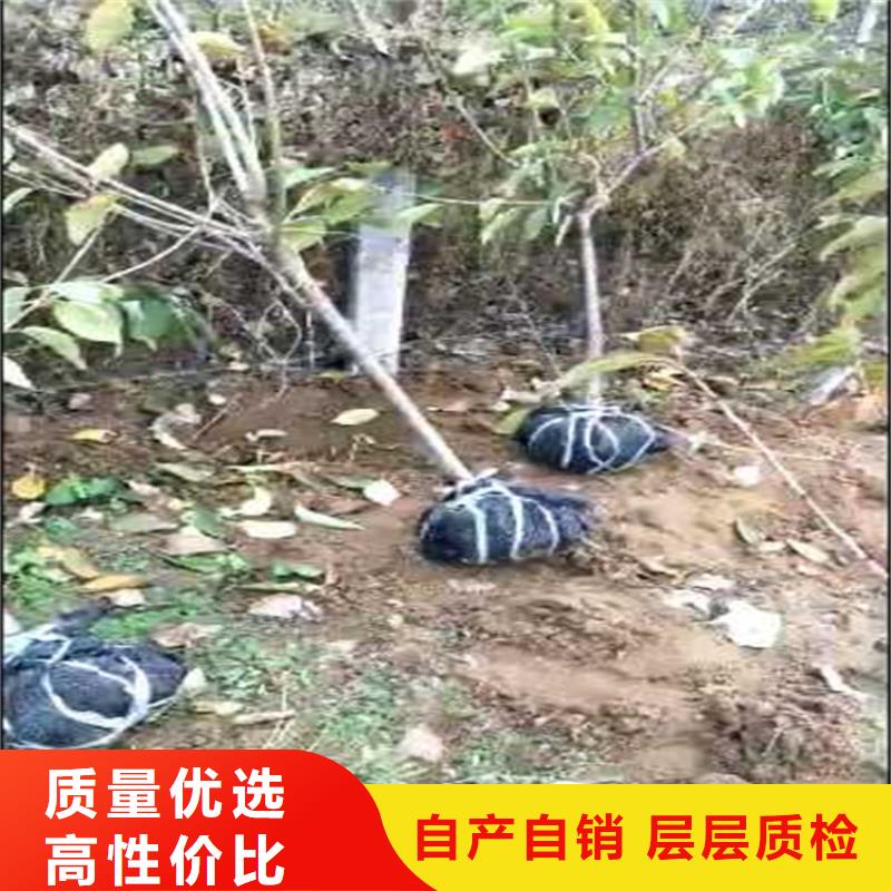 李子北美冬青歡迎新老客戶垂詢