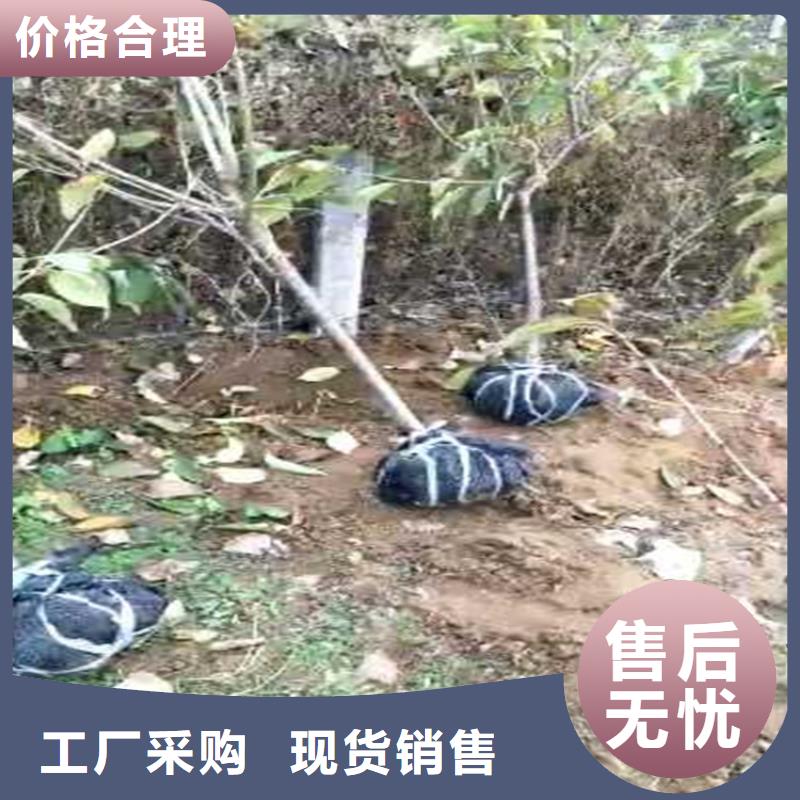 李子,梨樹苗免費安裝