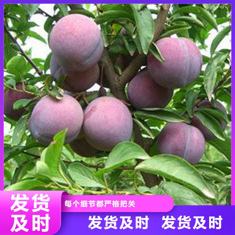 李子,梨樹苗免費安裝