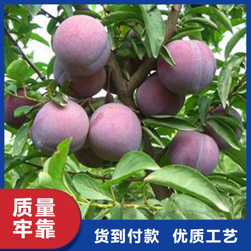 李子北美冬青歡迎新老客戶垂詢