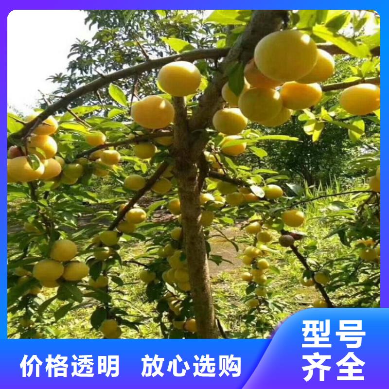 李子北美冬青歡迎新老客戶垂詢
