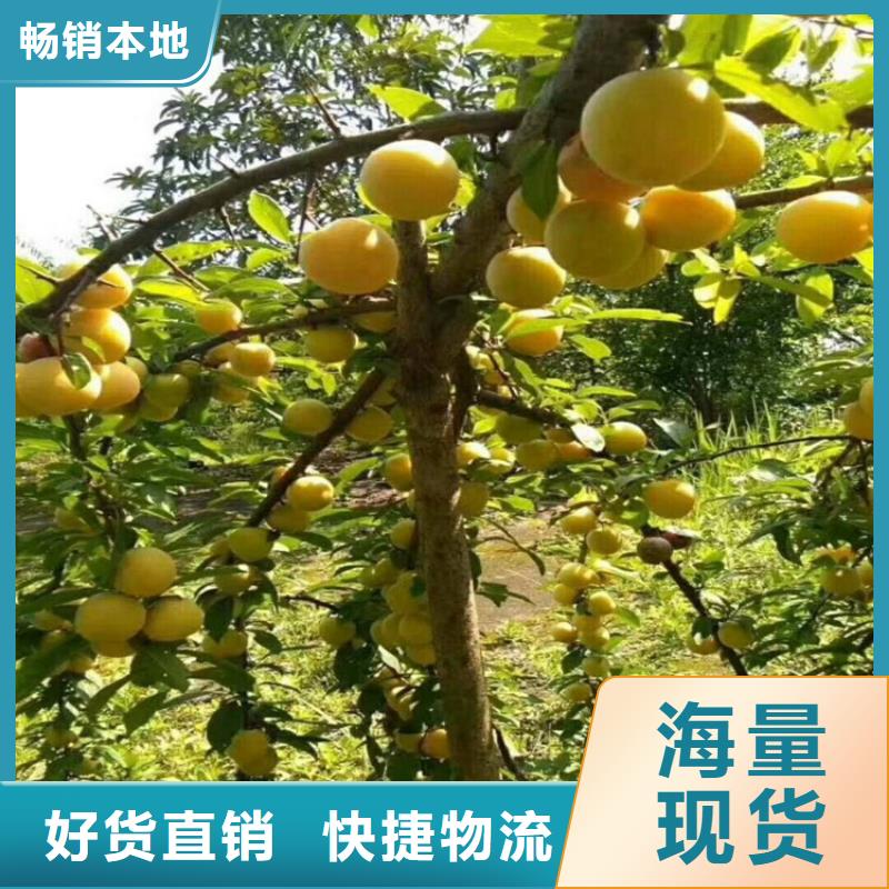 李子,梨樹苗免費安裝