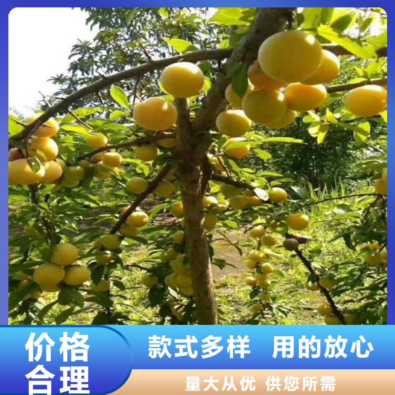 李子_樱桃苗敢与同行比服务