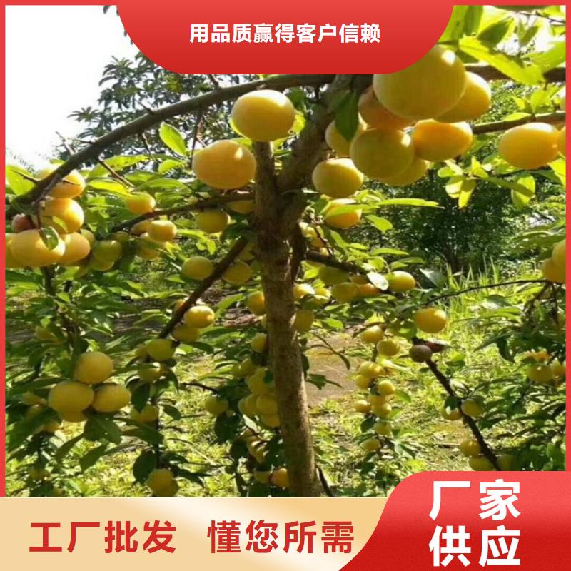 李子_樱桃苗敢与同行比服务