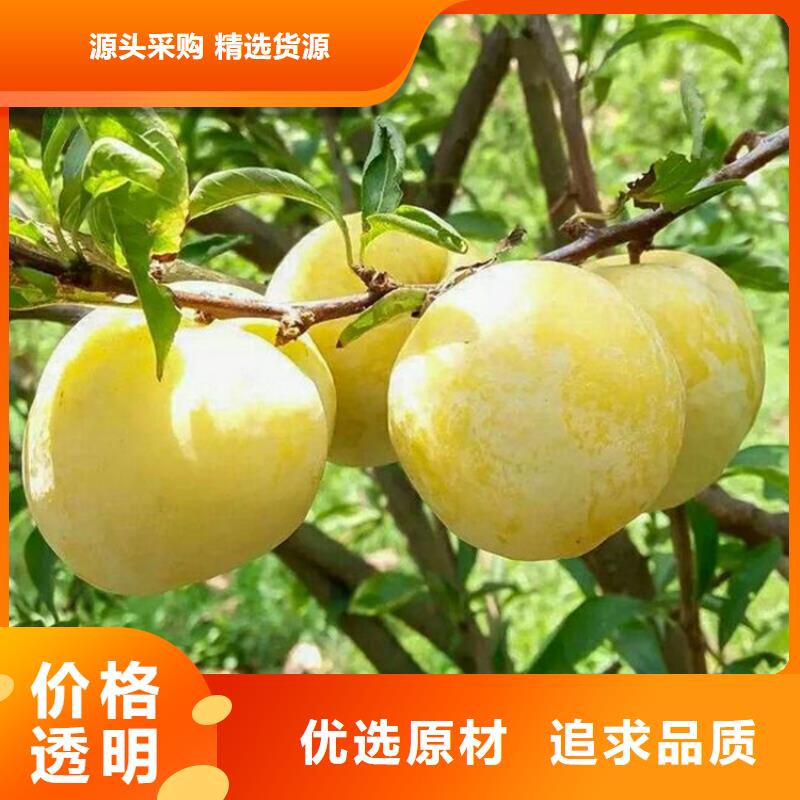 李子北美冬青歡迎新老客戶垂詢