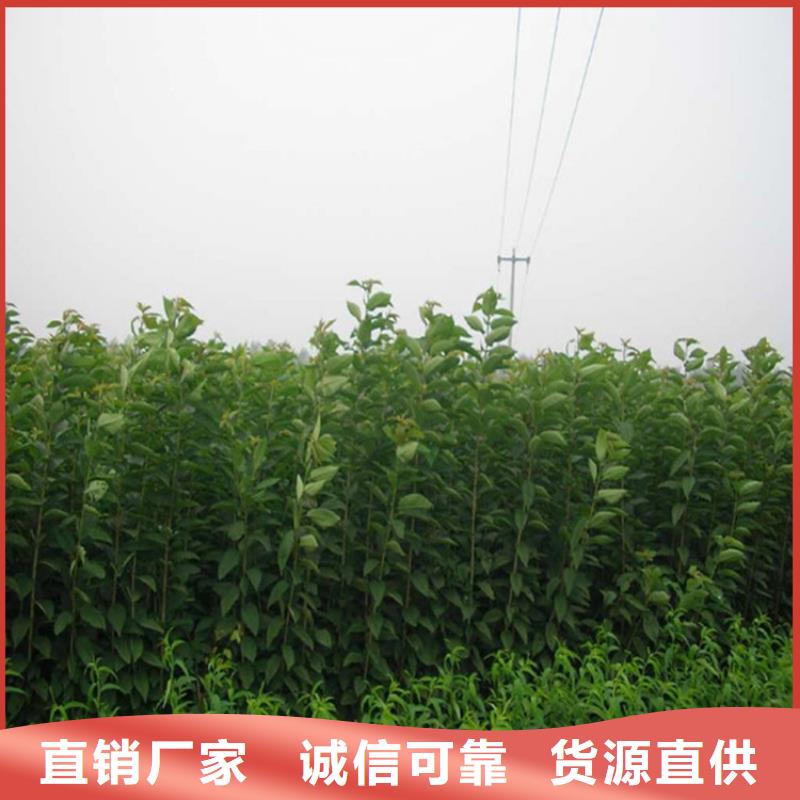 李子石榴树制造厂家
