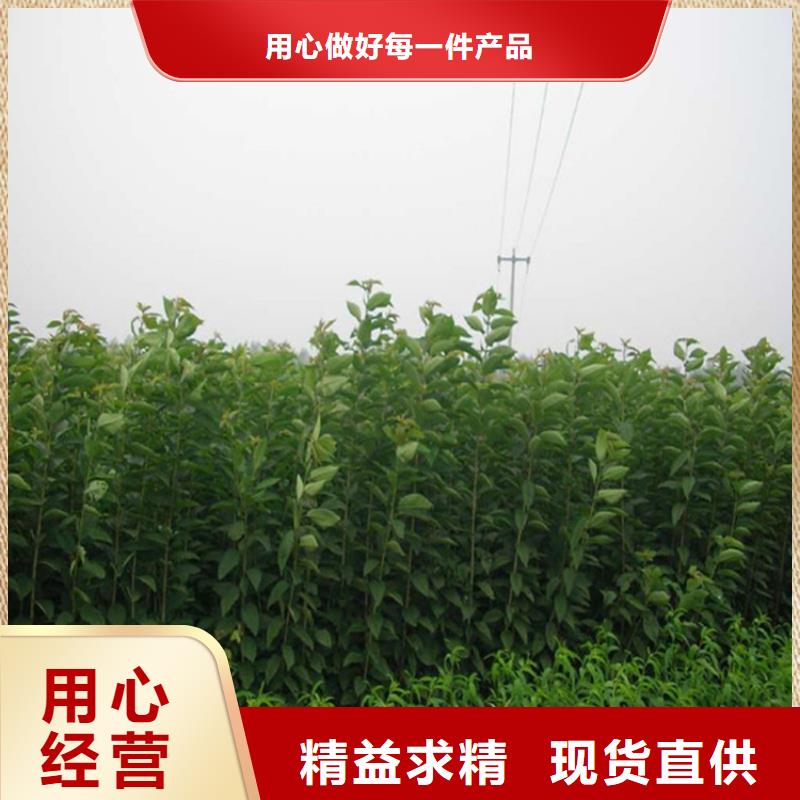 李子北美冬青歡迎新老客戶垂詢