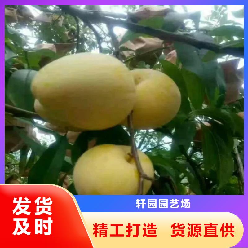 李子北美冬青歡迎新老客戶垂詢