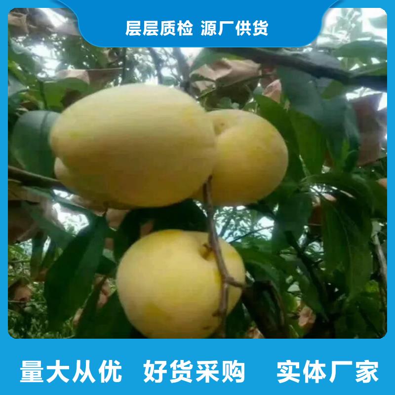 李子石榴樹制造廠家