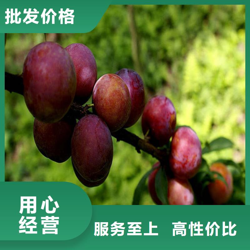 李子,梨樹苗免費安裝