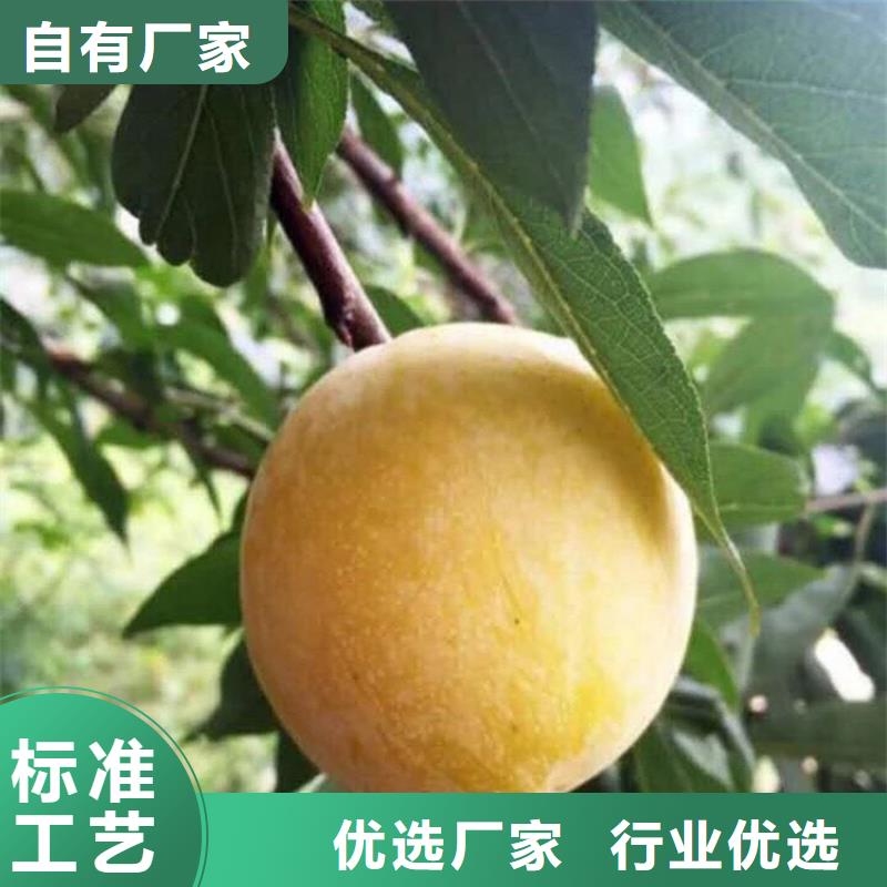 李子,梨樹苗免費安裝