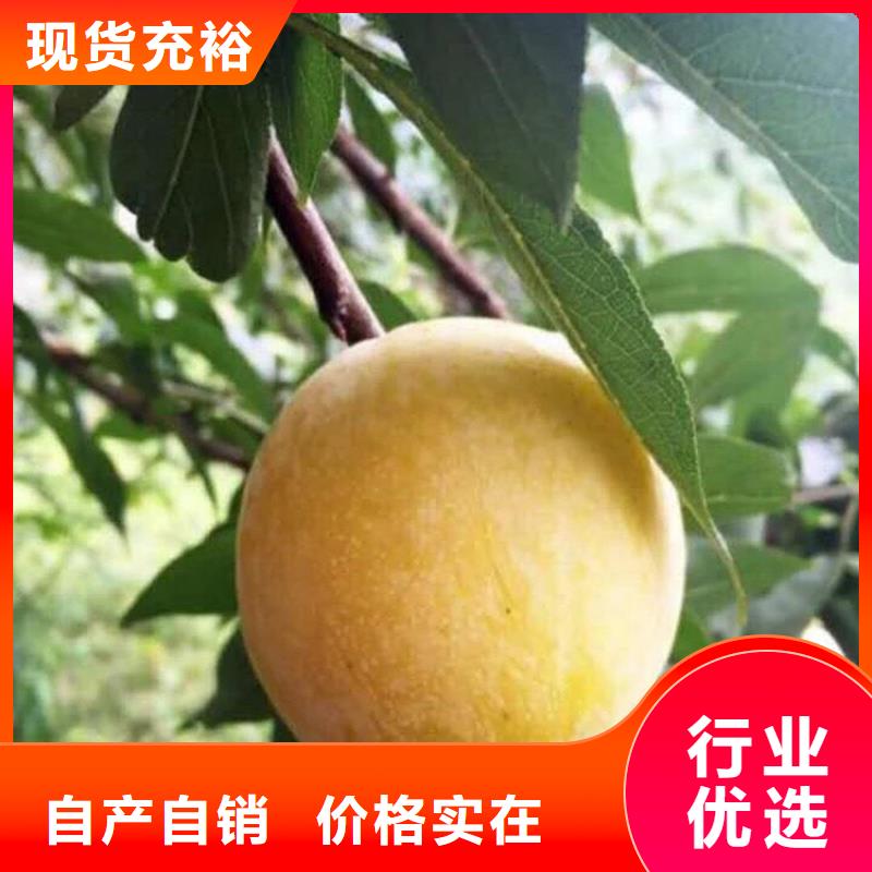 李子北美冬青歡迎新老客戶垂詢