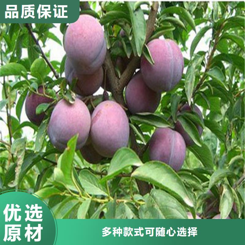 李子北美冬青歡迎新老客戶垂詢