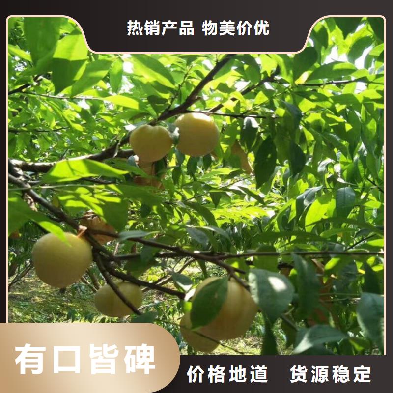 【李子】櫻桃苗細(xì)節(jié)決定品質(zhì)
