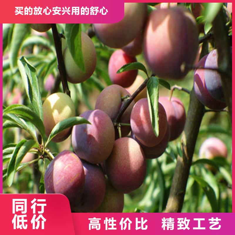 李子_蓝莓苗每一处都是匠心制作