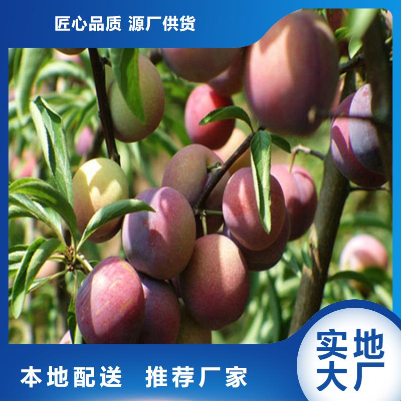 李子北美冬青歡迎新老客戶垂詢