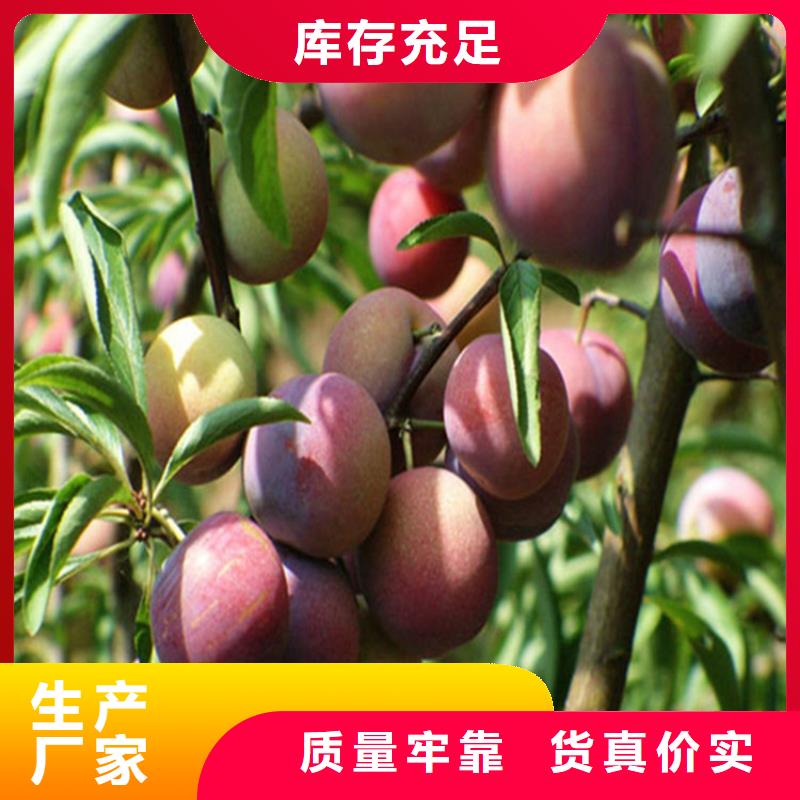 李子,梨樹苗免費安裝