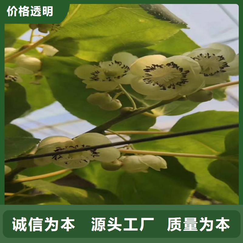 獼猴桃,櫻桃苗實(shí)力大廠家