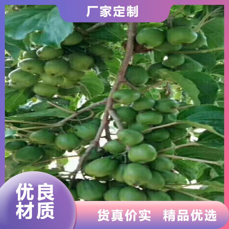獼猴桃桃樹苗庫存豐富