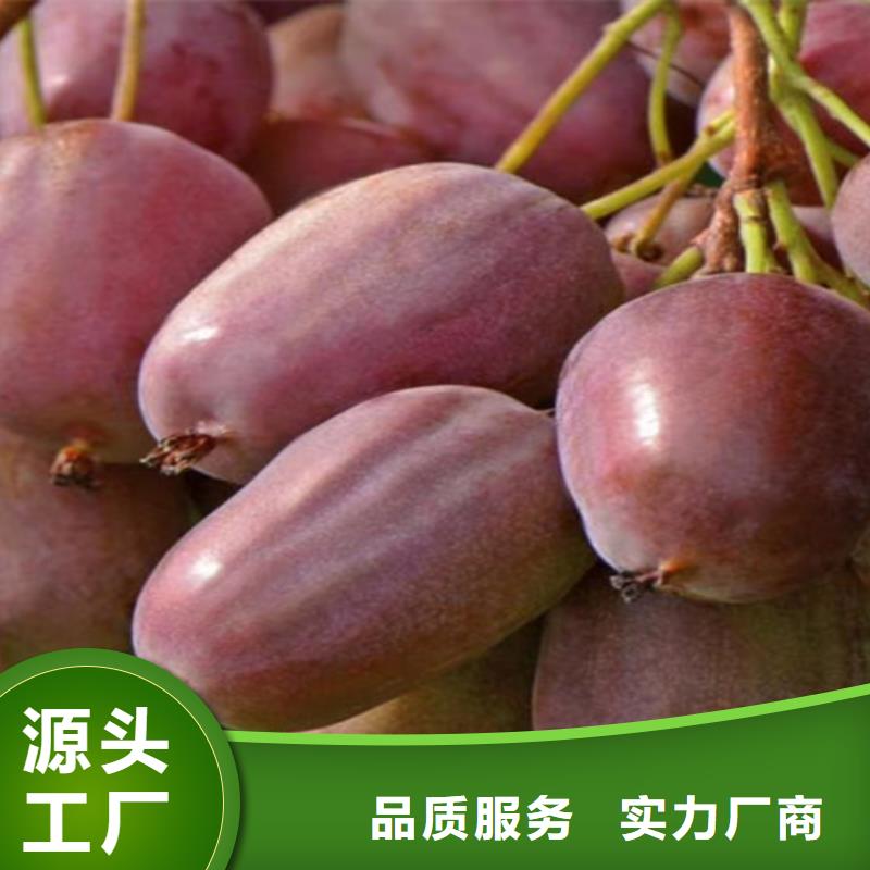 獼猴桃桃樹苗庫存豐富