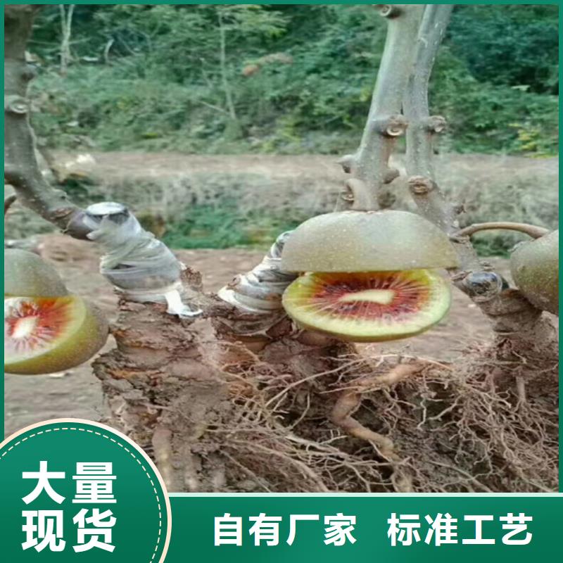 猕猴桃杏树苗定制销售售后为一体