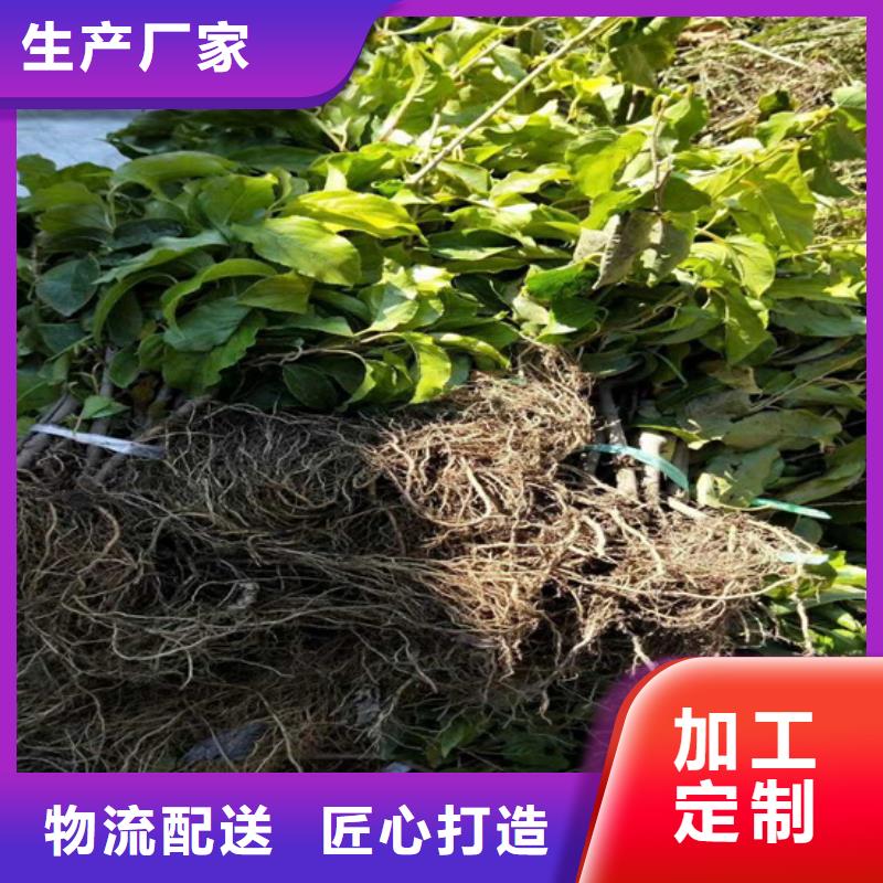 獼猴桃桃樹苗庫存豐富