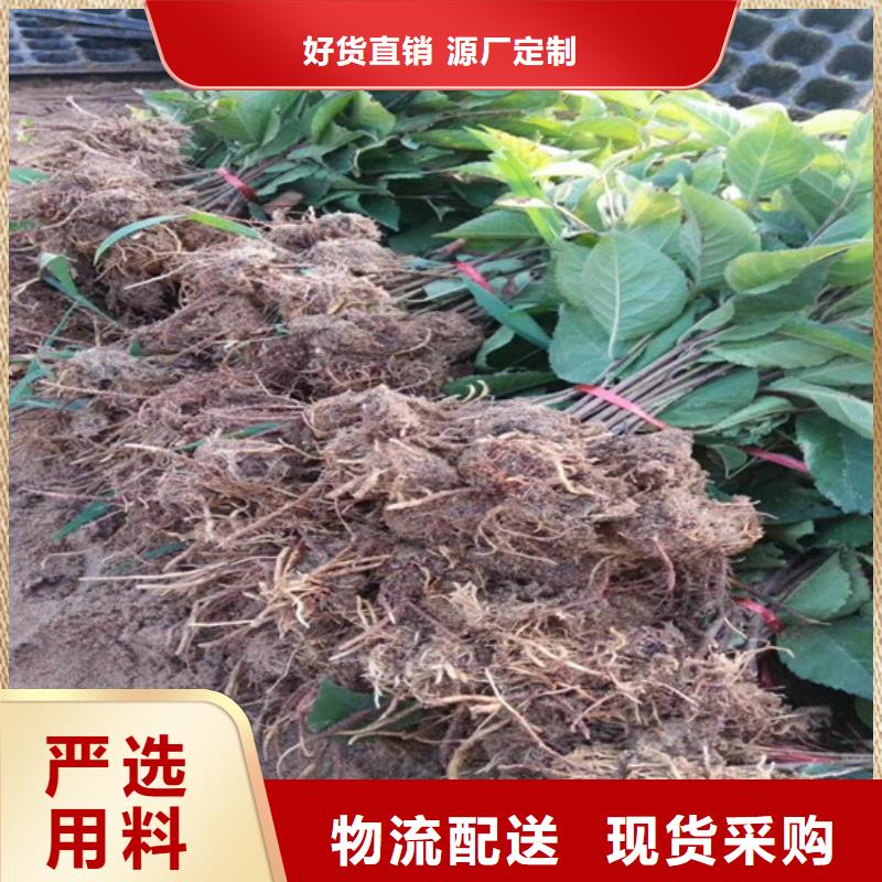 獼猴桃_藍莓苗核心技術(shù)