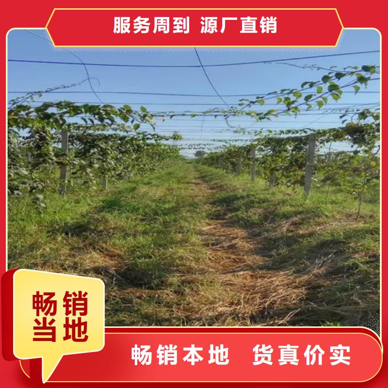 猕猴桃杏树苗定制销售售后为一体