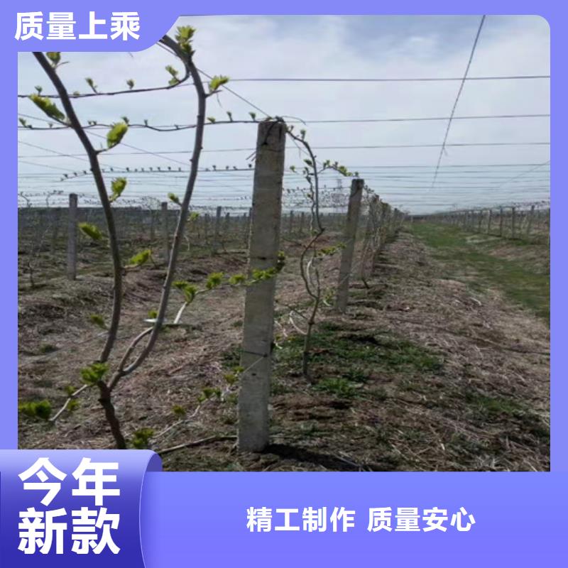 猕猴桃草莓苗来电咨询