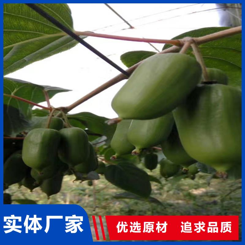 獼猴桃黃瓜苗來(lái)圖加工定制