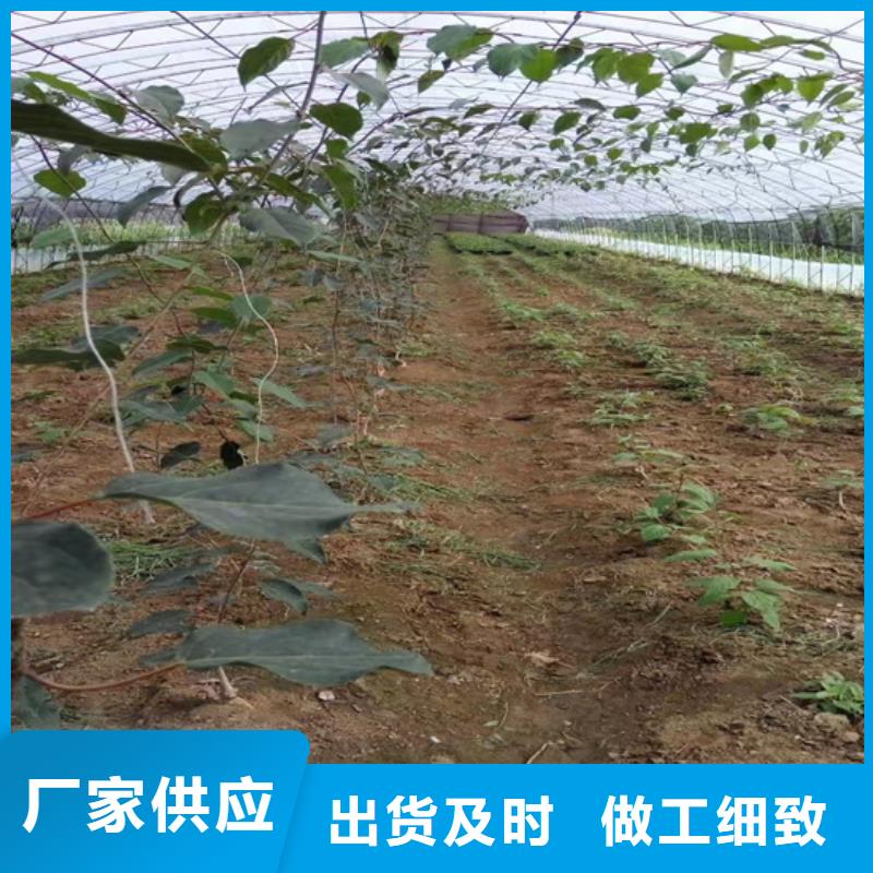 獼猴桃桃樹苗庫存豐富