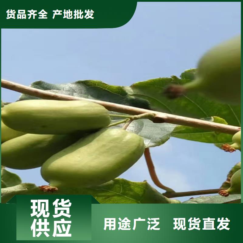 猕猴桃黄瓜苗来图加工定制