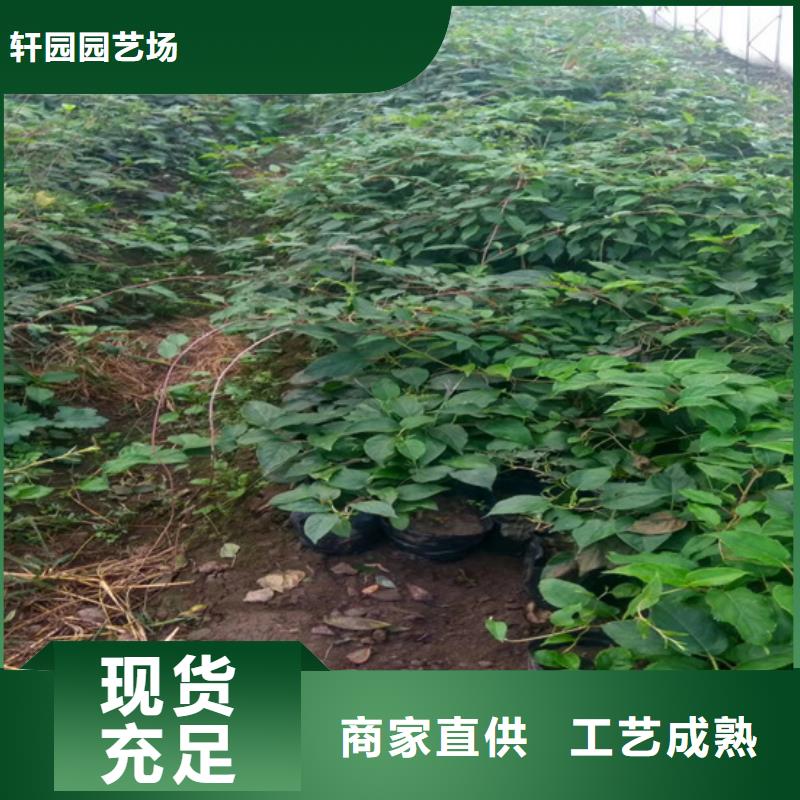 猕猴桃,桃树苗专注产品质量与服务