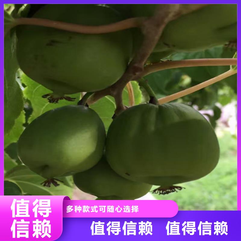 獼猴桃-北美冬青質(zhì)量檢測(cè)