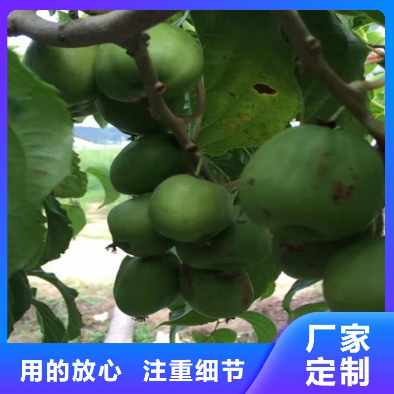 猕猴桃桃树苗库存丰富