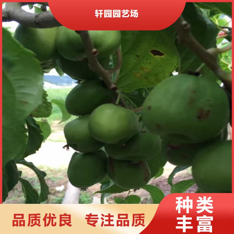 猕猴桃-北美冬青质量检测