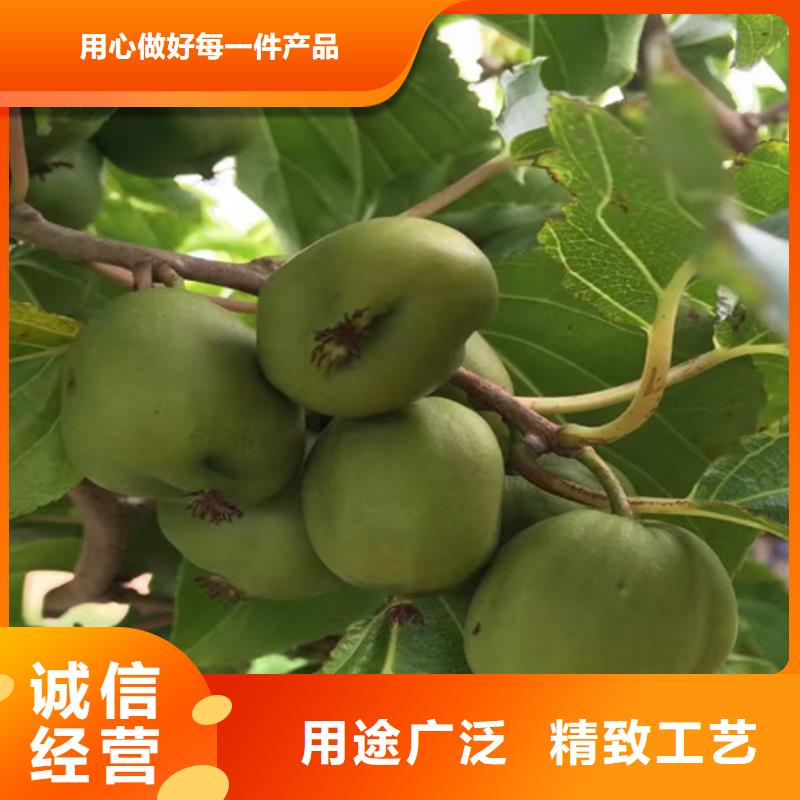 猕猴桃黄瓜苗来图加工定制